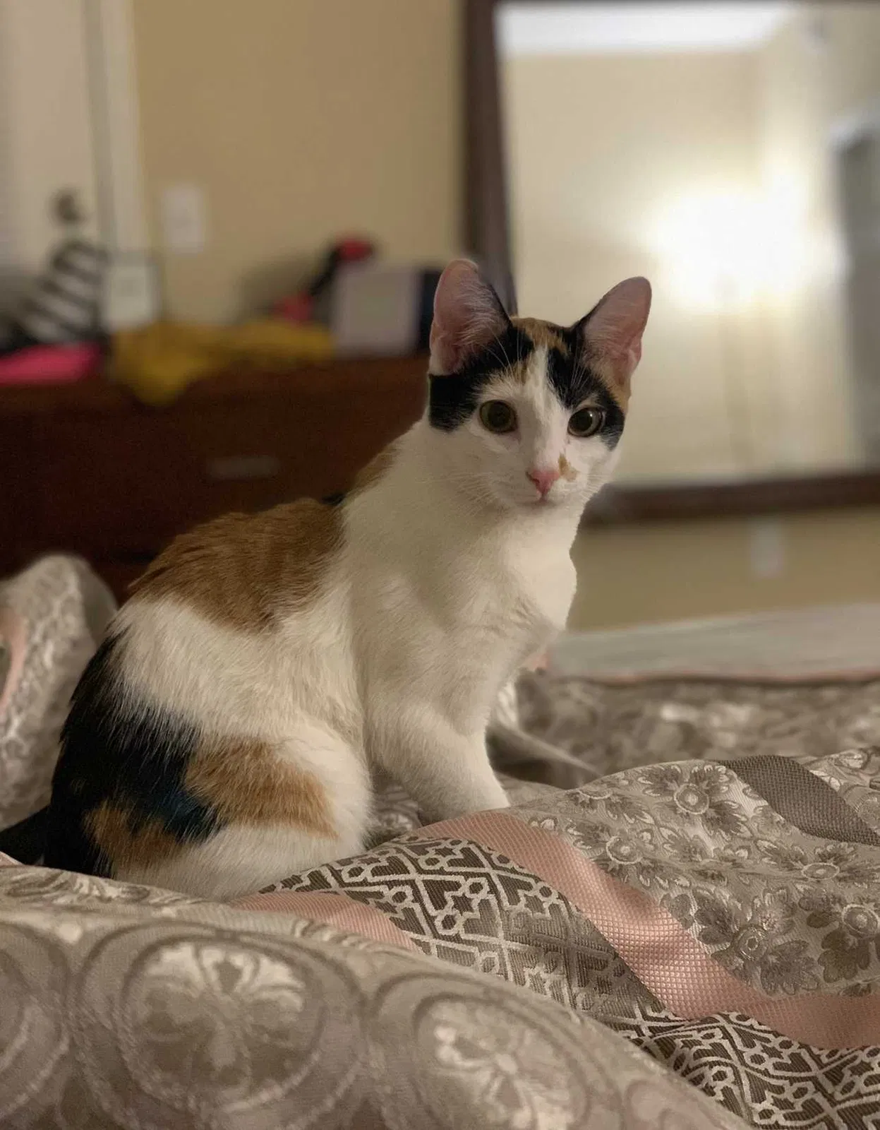 Lost cat in Tucson, AZ, 85730