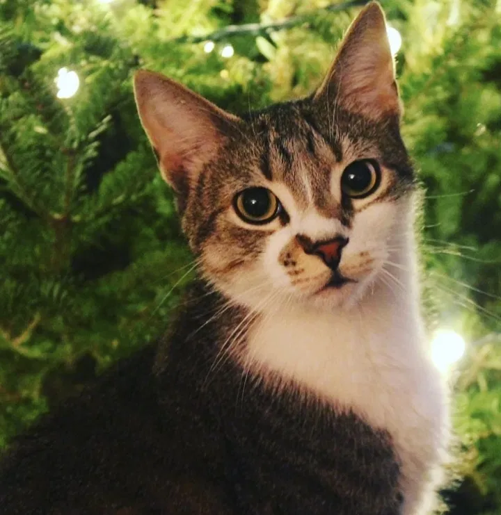Lost cat in Plainville, MA, 2762