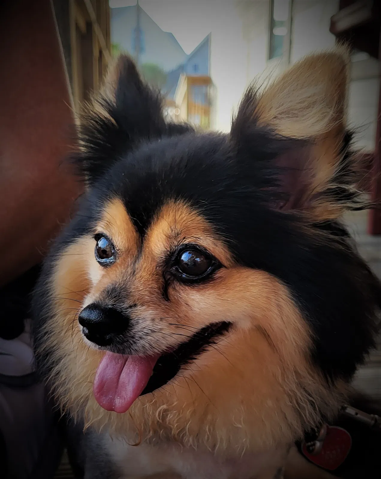 Lost dog in Crowley, TX, 76036