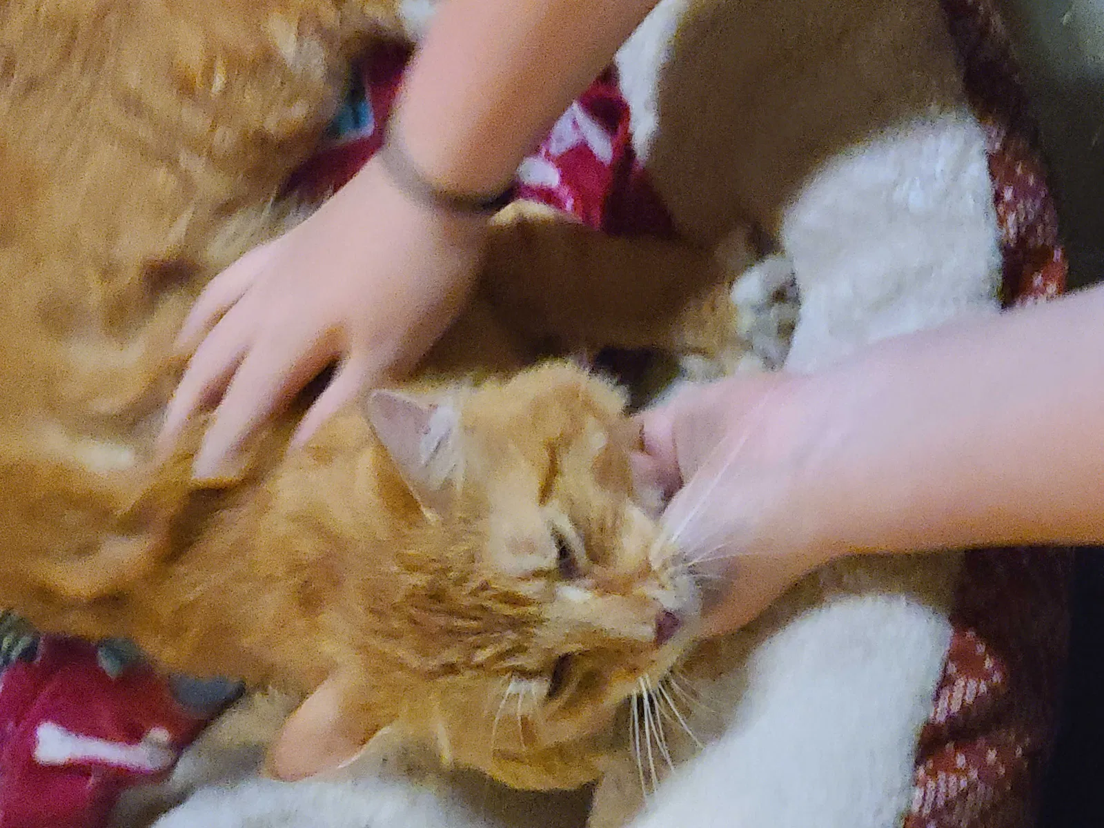 Found cat in Forest City, IL, 61532