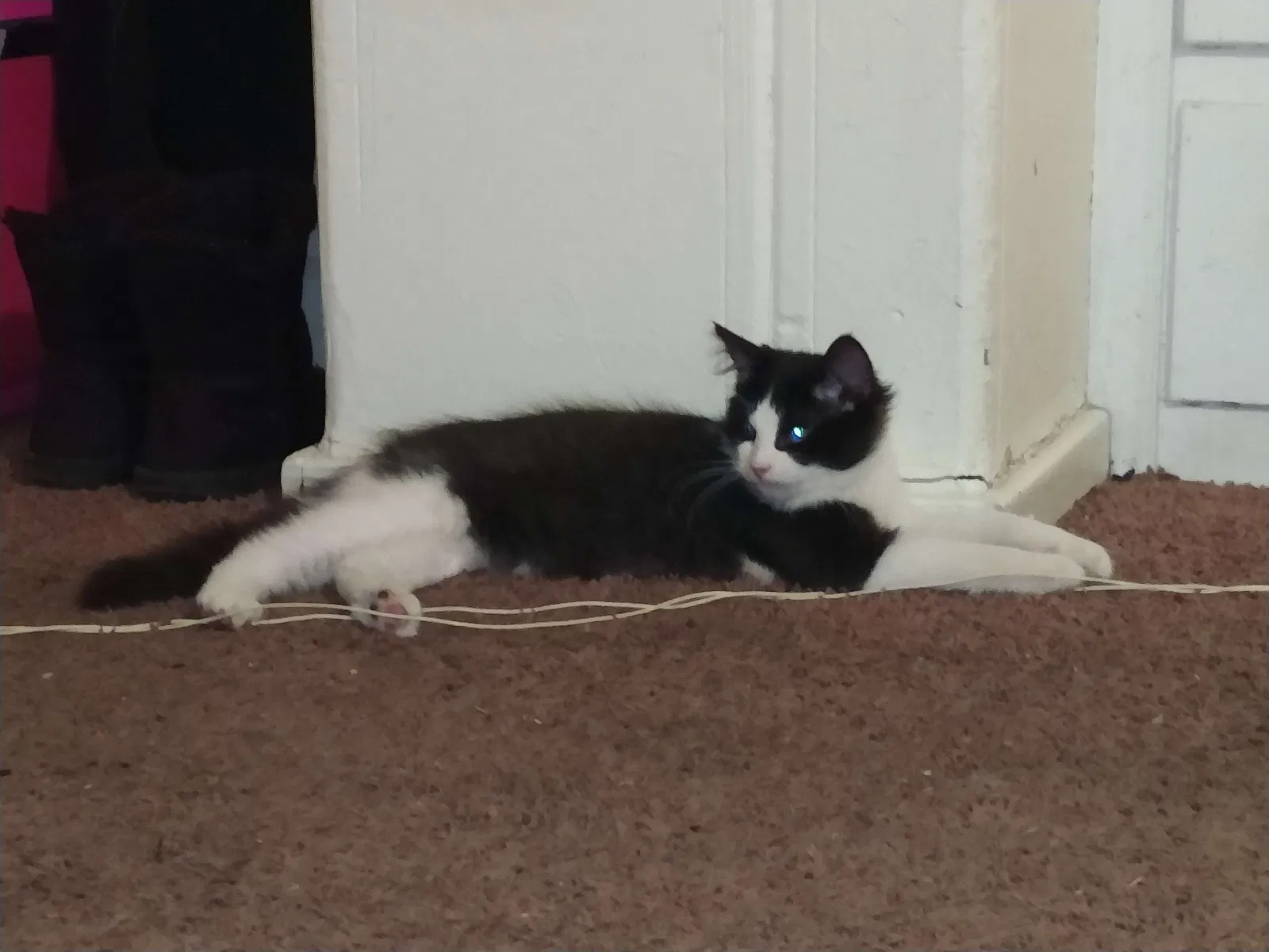Lost cat in Yakima, WA, 98902