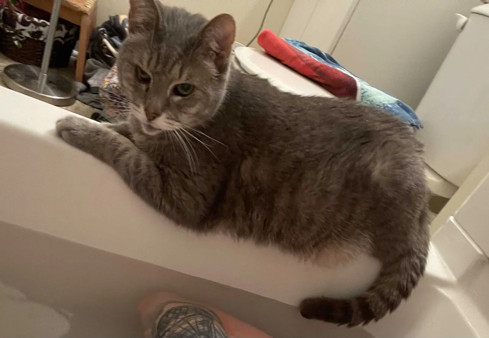 Lost cat in Oberlin, OH, 44074