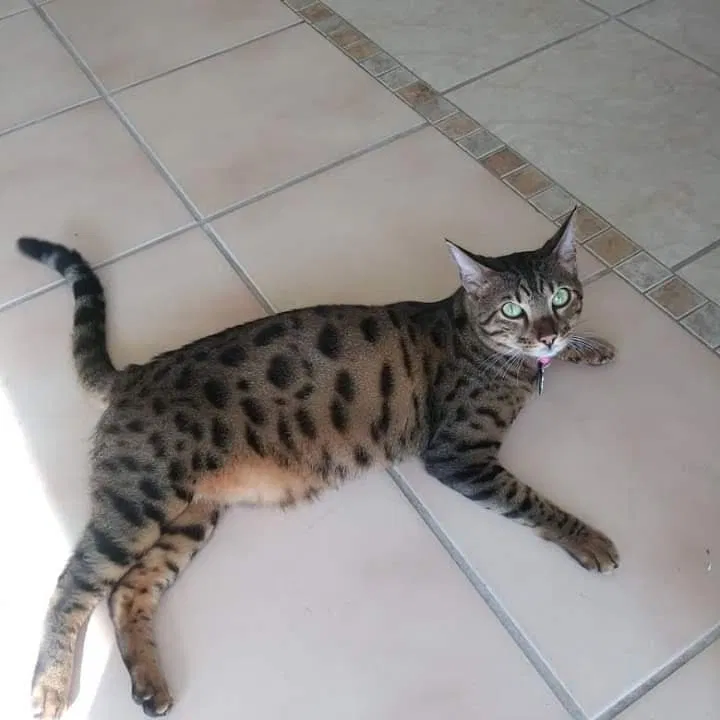 Lost cat in Cocoa, FL, 32922