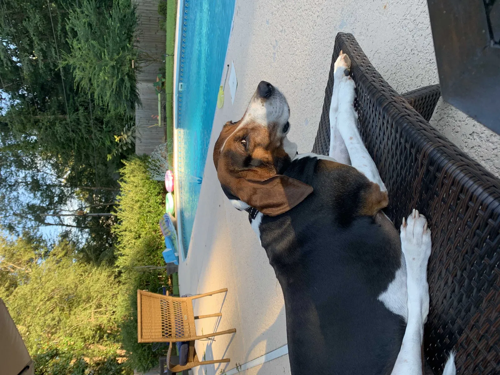 Lost dog in Asheville, NC, 28806