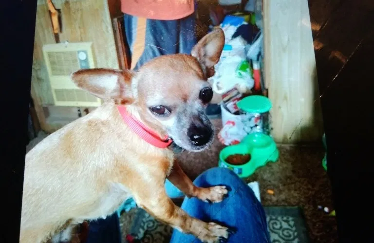 Lost dog in Yuba City, CA, 95991