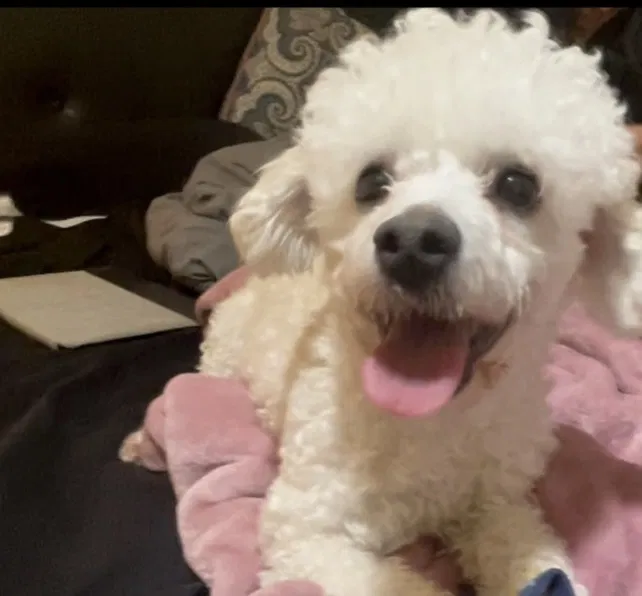 Lost dog in Mcallen, TX, 78503