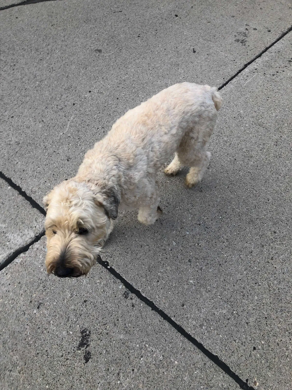 Found dog in Farmington, MI, 48331