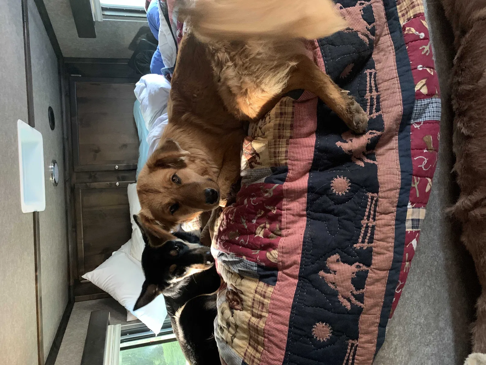 Found dog in Aragon, NM, 87820