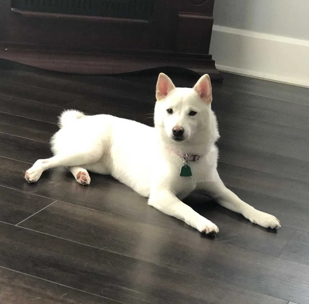 Lost dog in Racine, WI, 53403