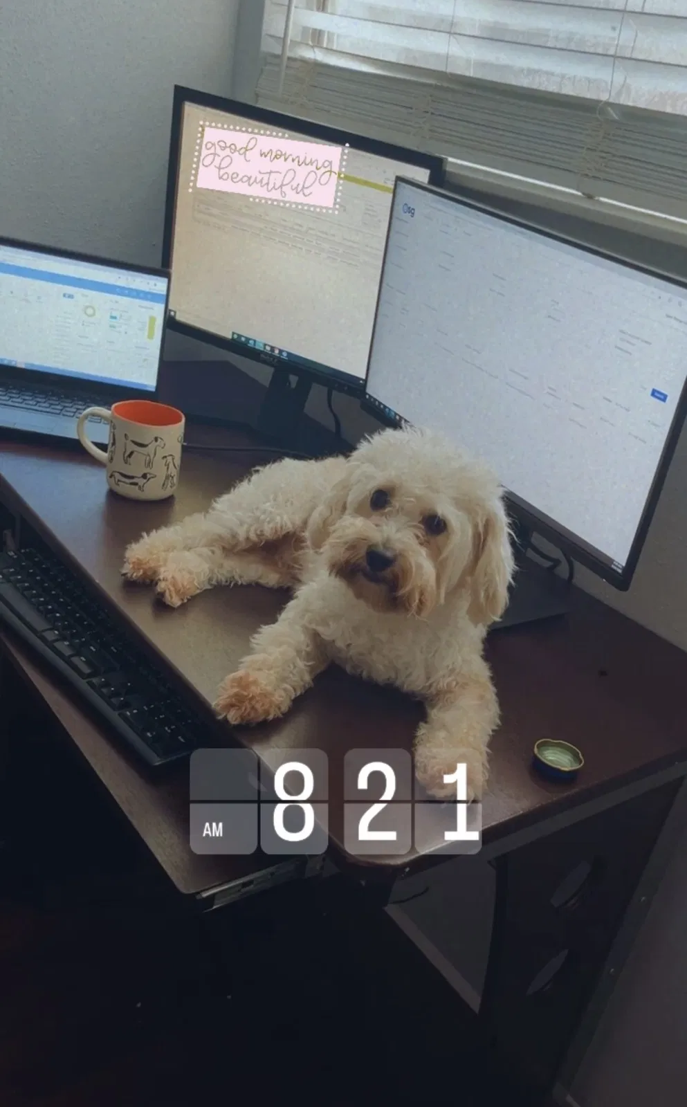 Lost dog in Houston, TX, 77074