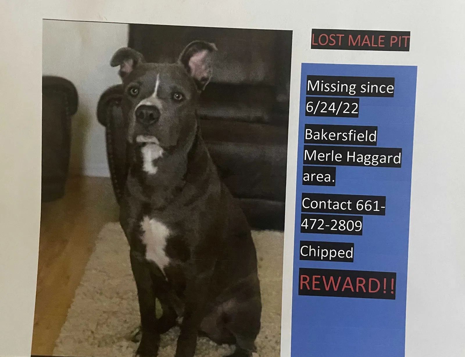 Lost dog in Bakersfield, CA, 93308