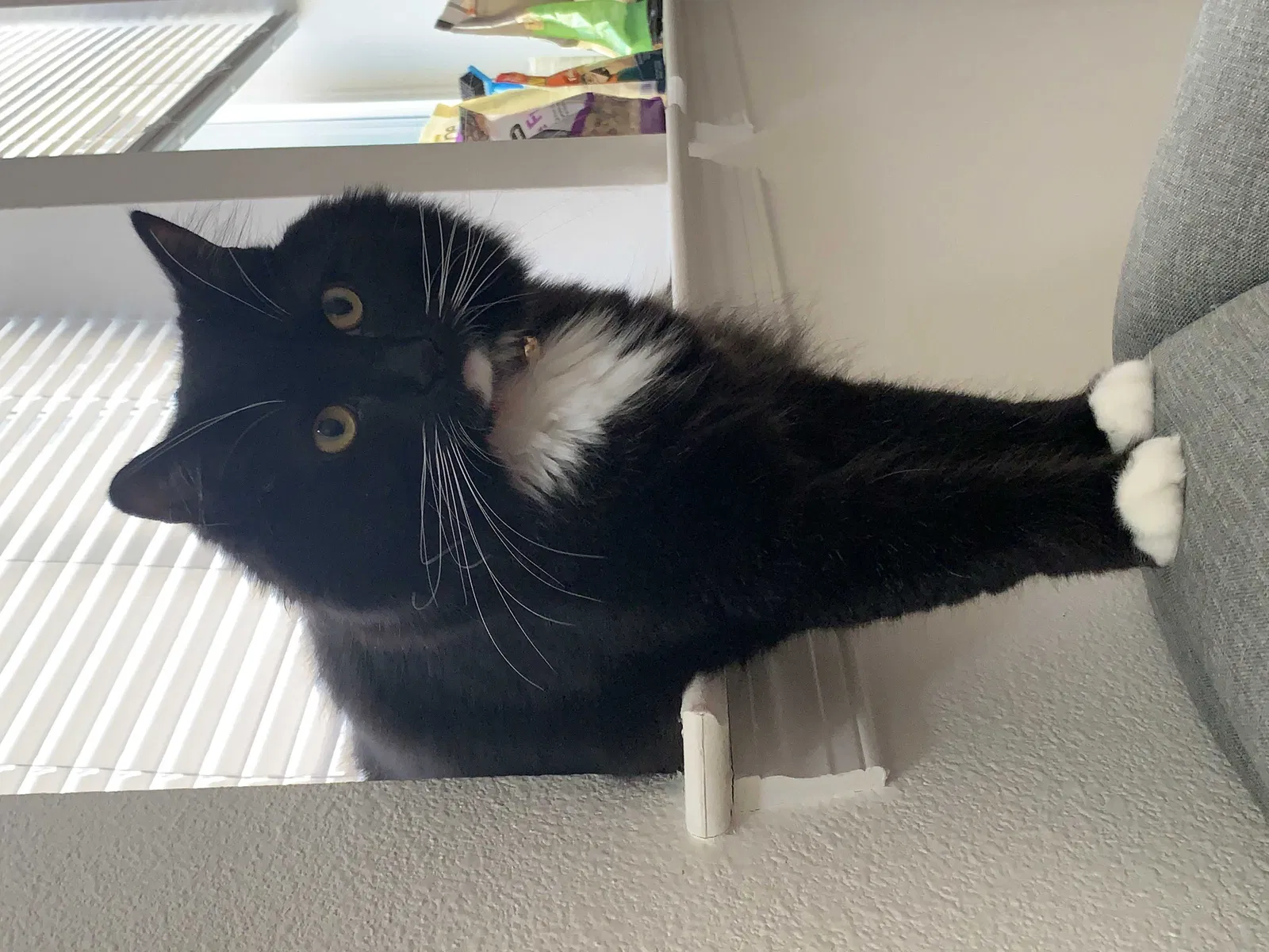 Lost cat in Hampton, VA, 23665