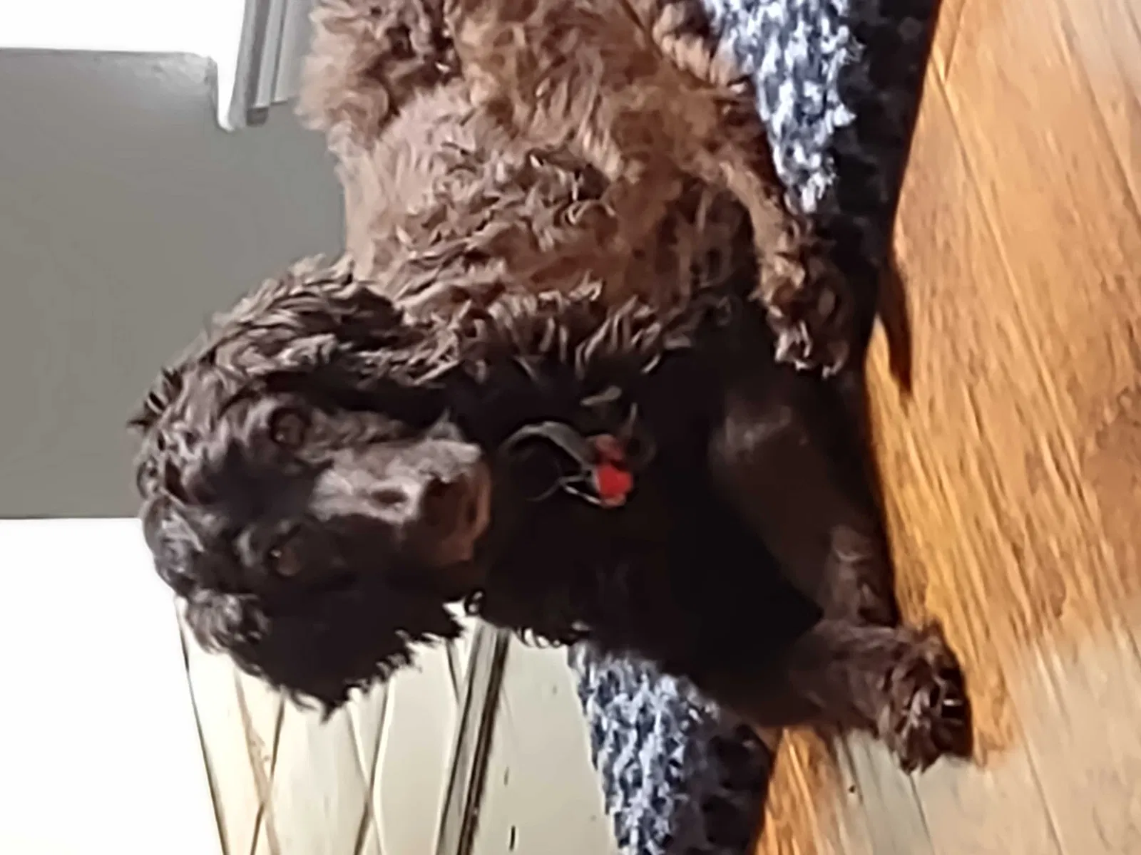Lost dog in Cypress, TX, 77429