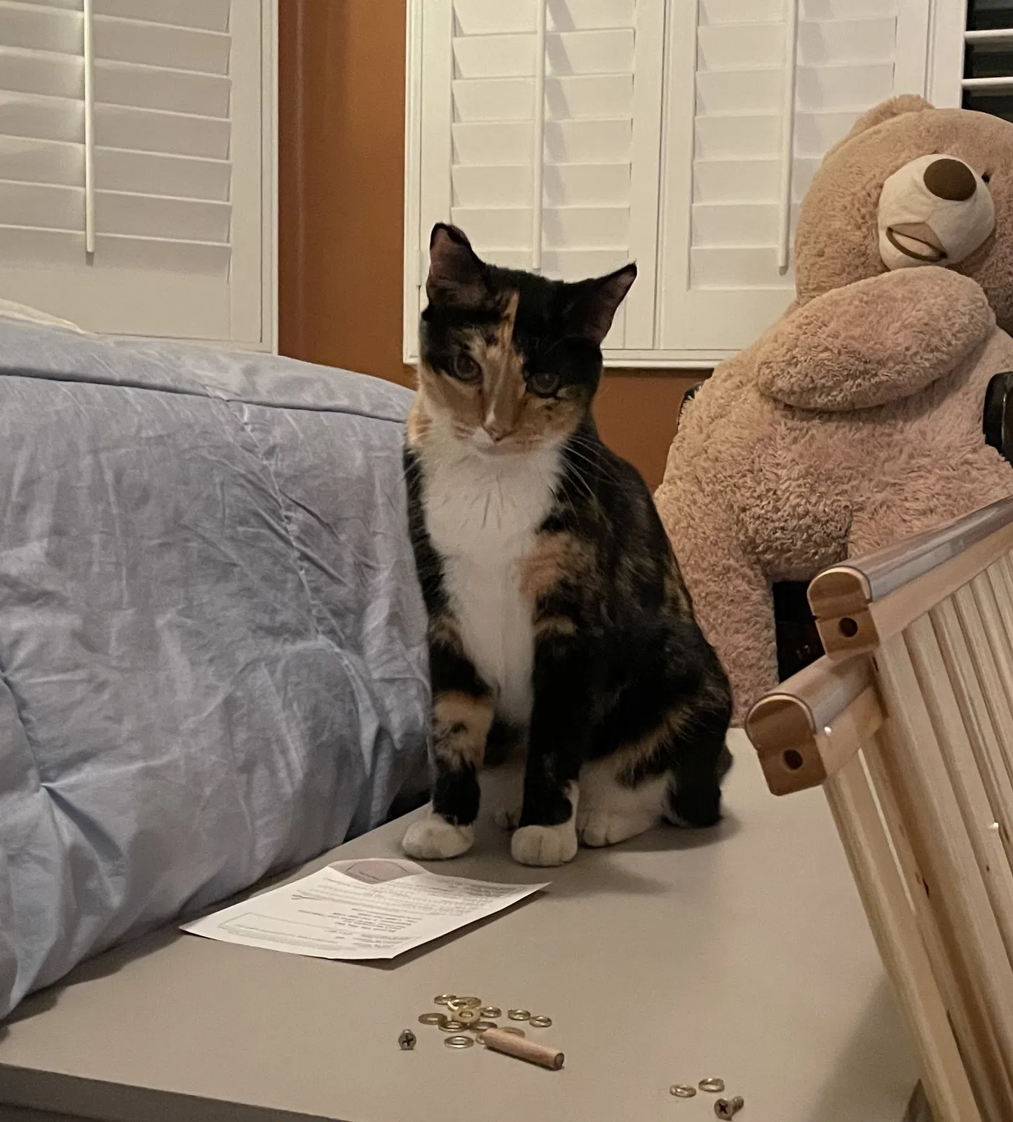 Lost cat in Indio, CA, 92201