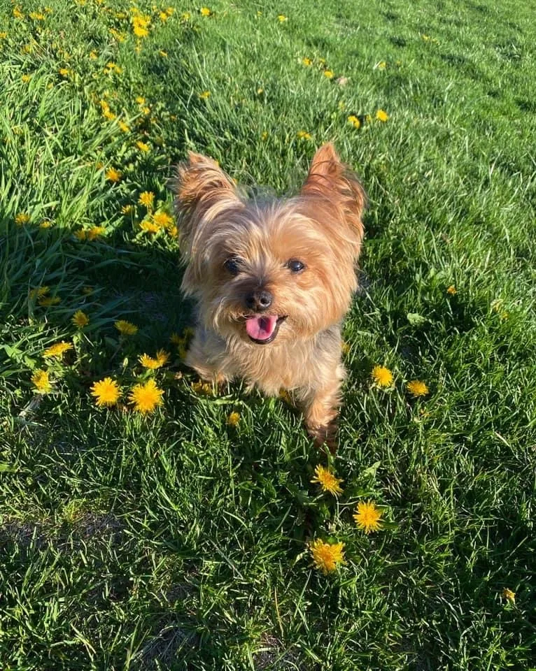 Lost dog in Aurora, CO, 80013