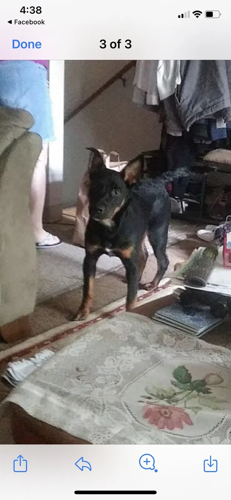 Lost dog in North Bend, WA, 98045