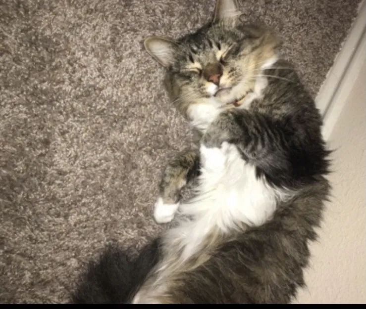 Lost cat in Katy, TX, 77493