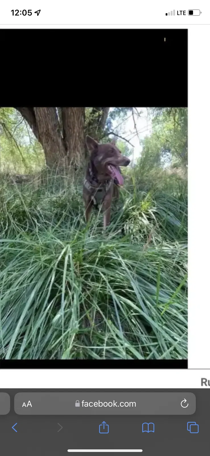 Lost dog in Denver, CO, 80205