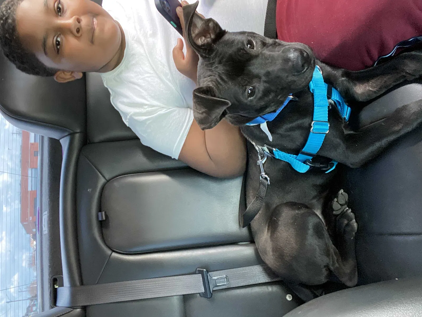 Lost dog in Detroit, MI, 48228