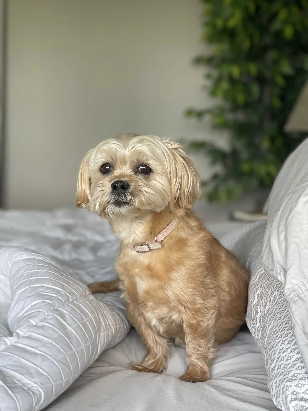 Lost dog in Saint Paul, MN, 55129