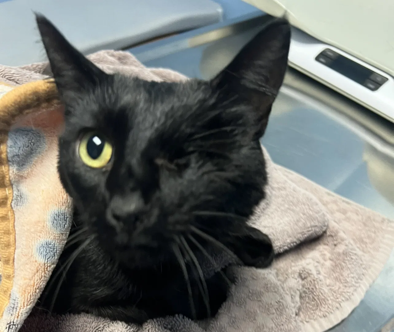 Lost cat in Ontario, CA, 91761