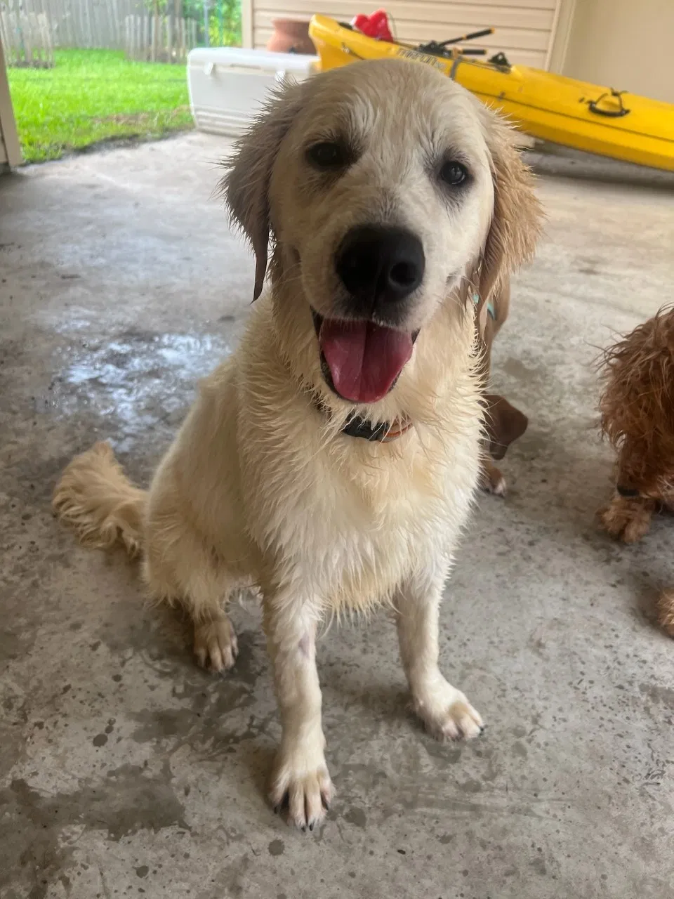 Lost dog in Baton Rouge, LA, 70817