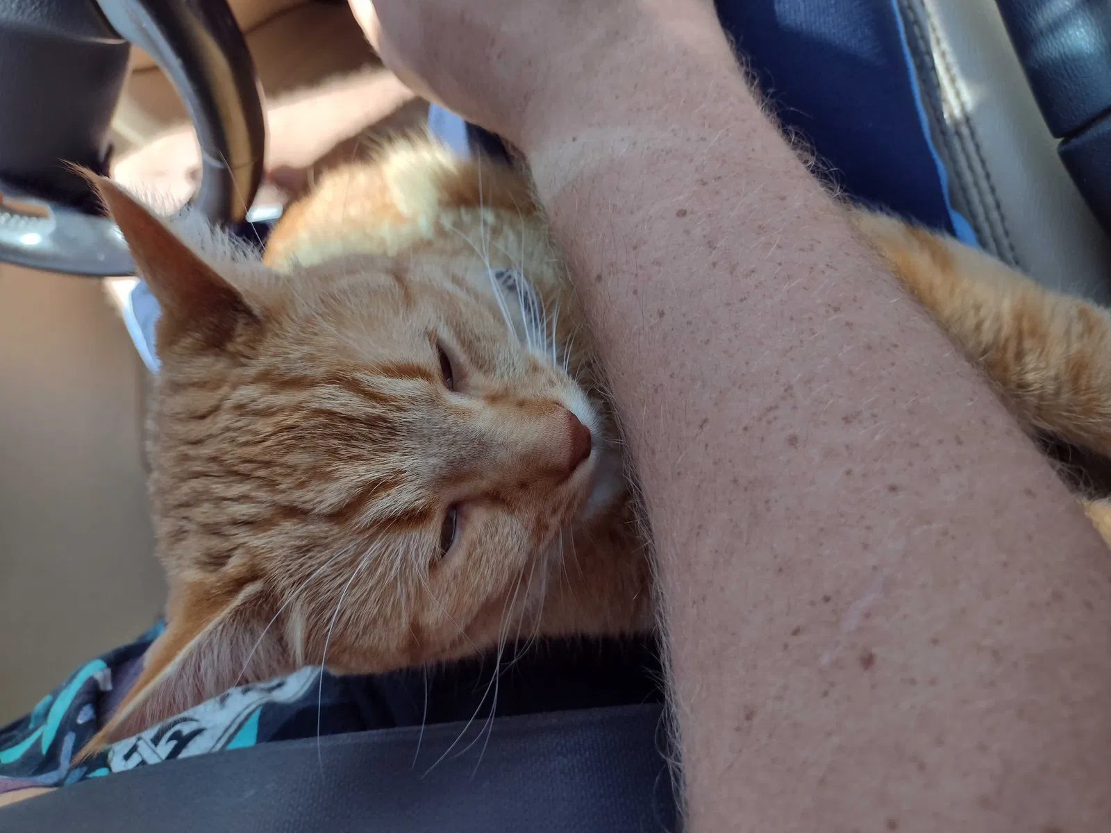 Lost cat in El Paso, TX, 79924