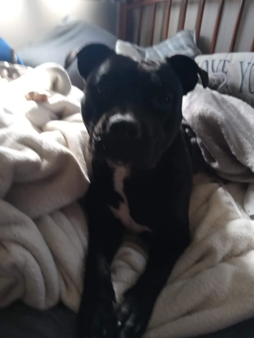Lost dog in Tacoma, WA, 98445