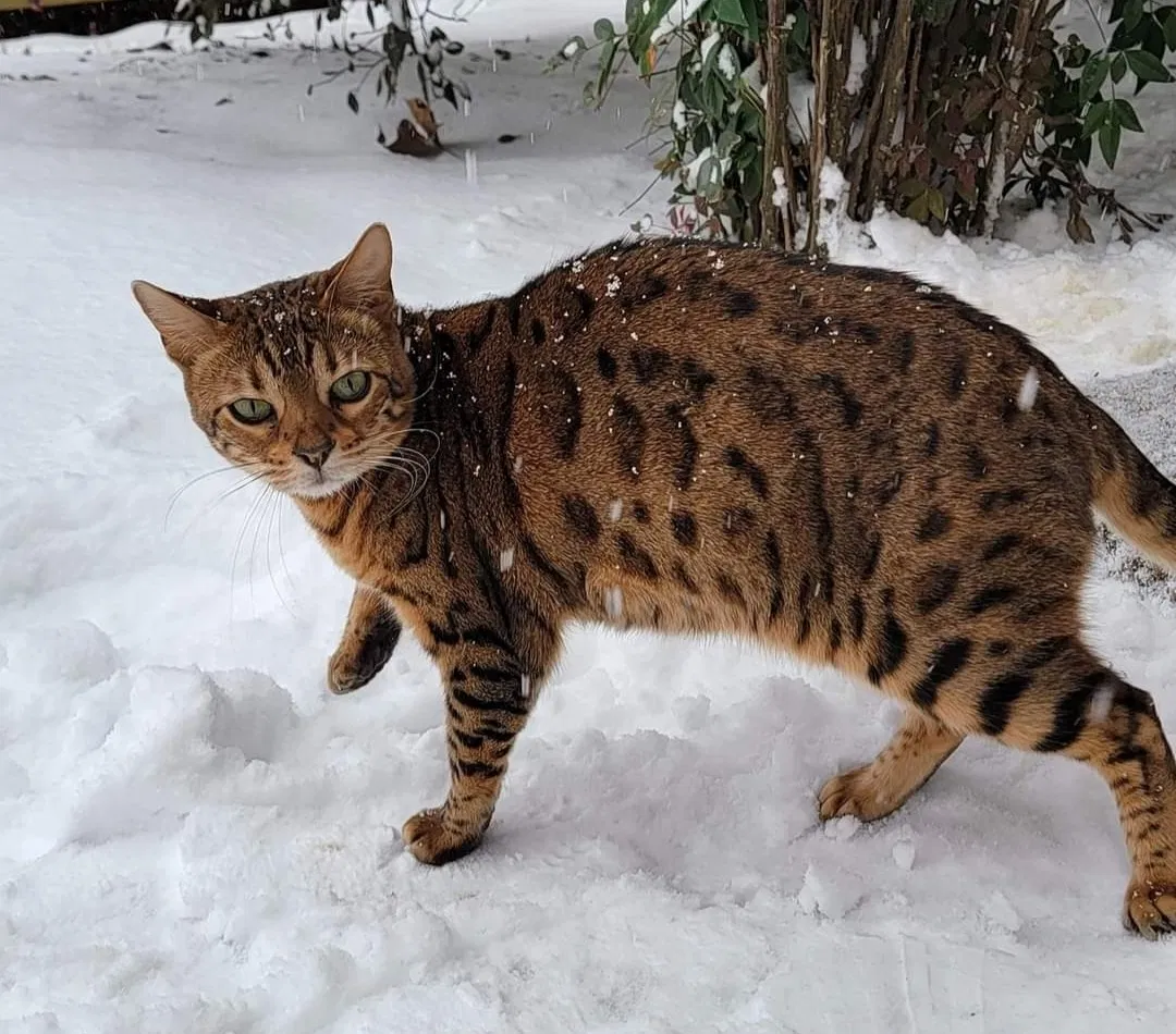 Lost cat in Nashville, TN, 37211