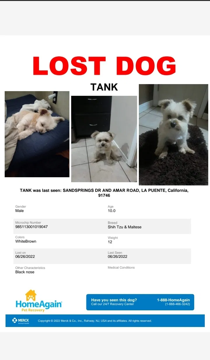 Lost dog in La Puente, CA, 91746