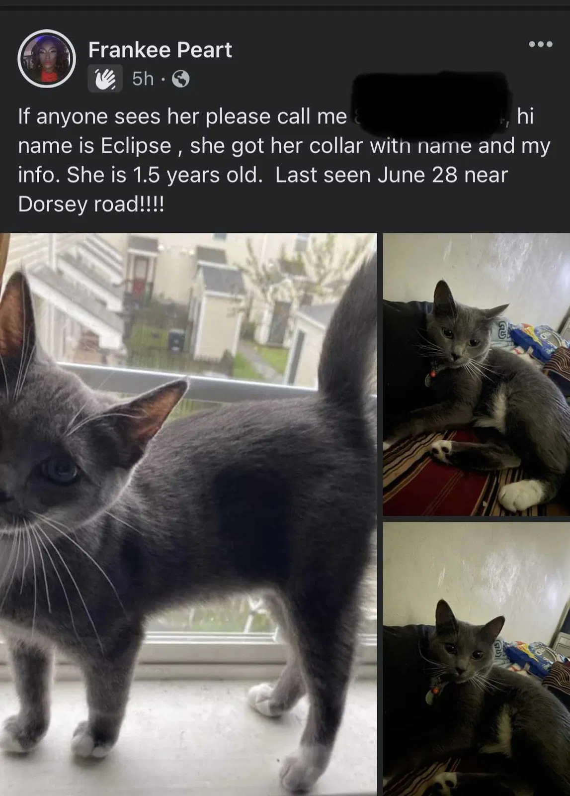 Lost cat in Richmond, VA, 23237