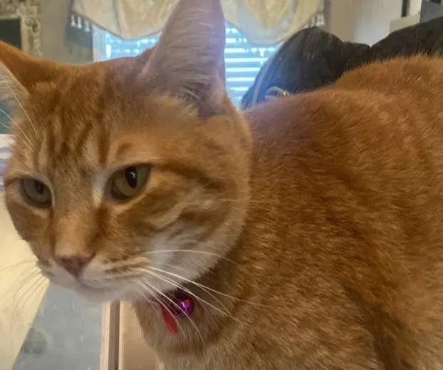 Lost cat in Shepherdsville, KY, 40165