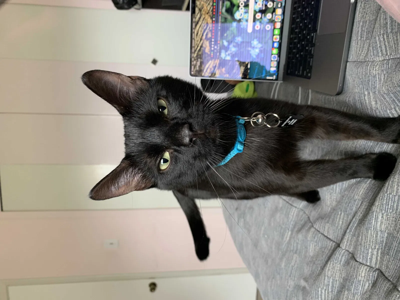 Lost cat in Rio Rancho, NM, 87124