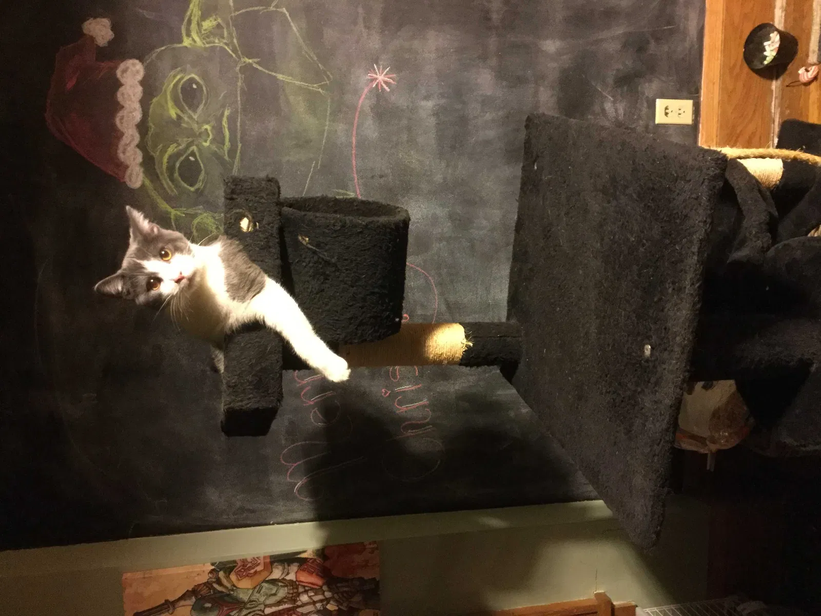 Lost cat in Saint Paul, MN, 55105