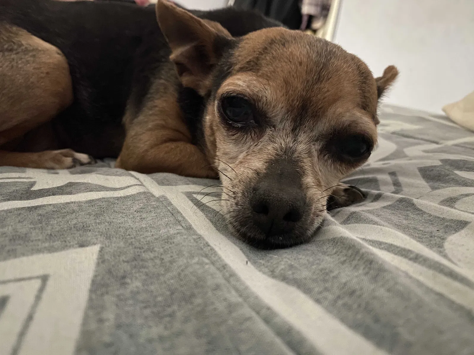 Lost dog in Las Vegas, NV, 89110