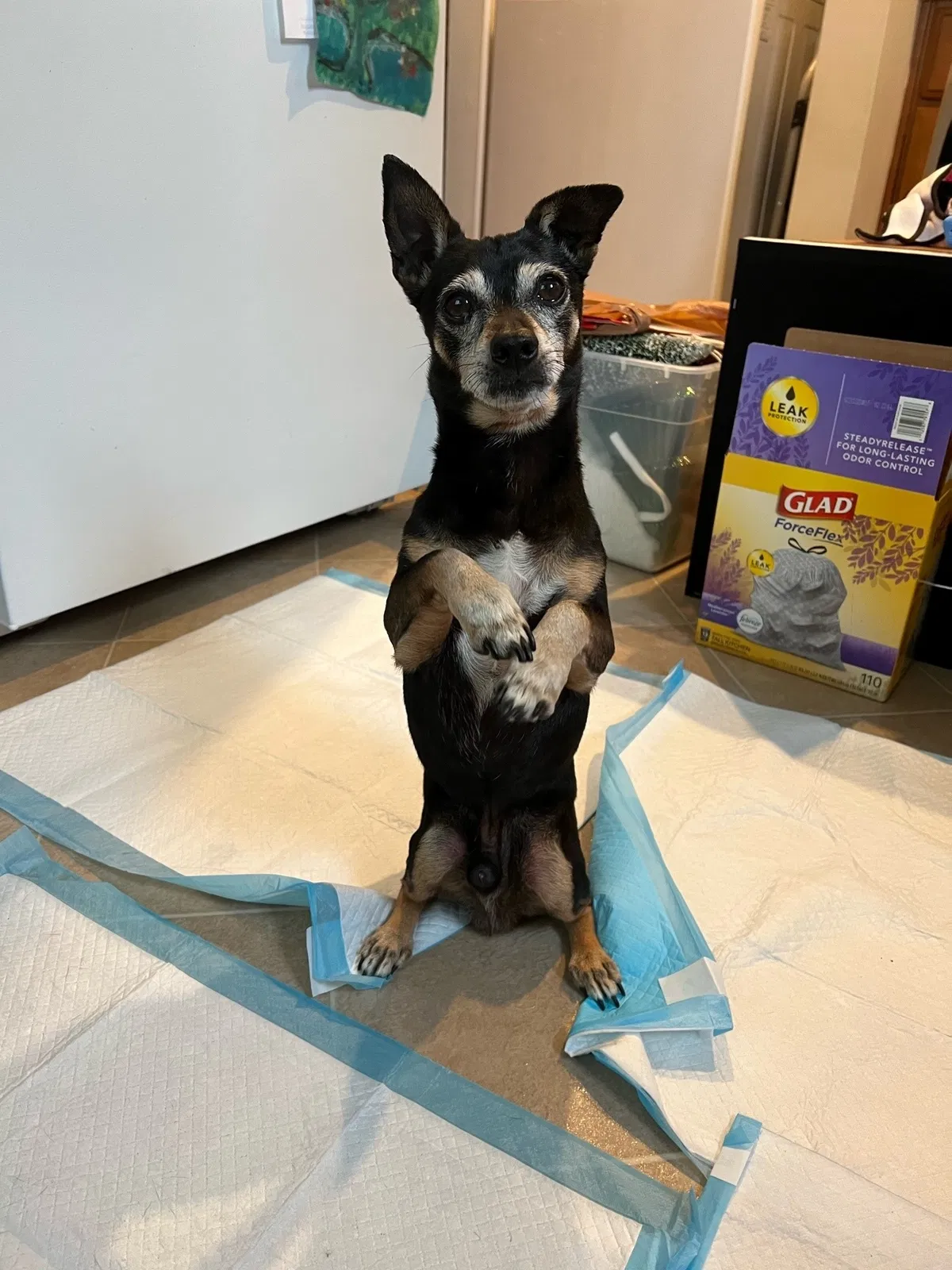 Found dog in Torrance, CA, 90501