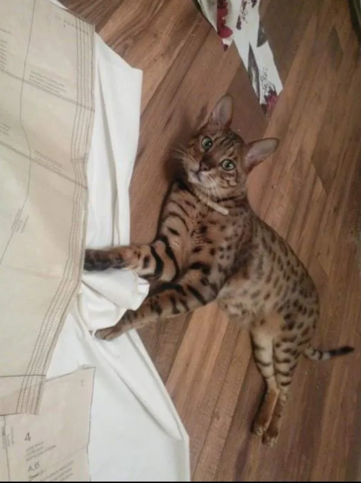 Lost cat in Venus, TX, 76084