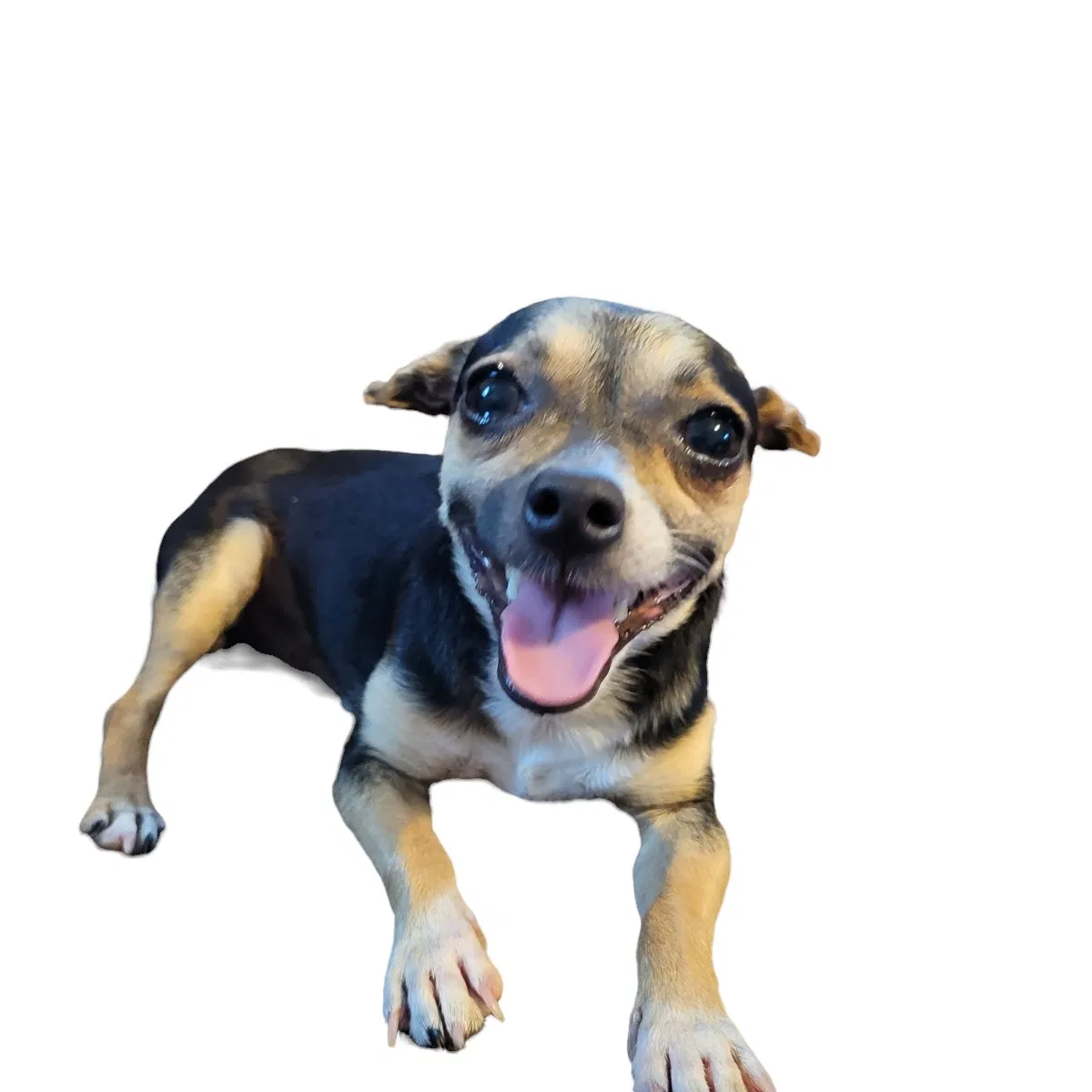 Lost dog in Killeen, TX, 76543