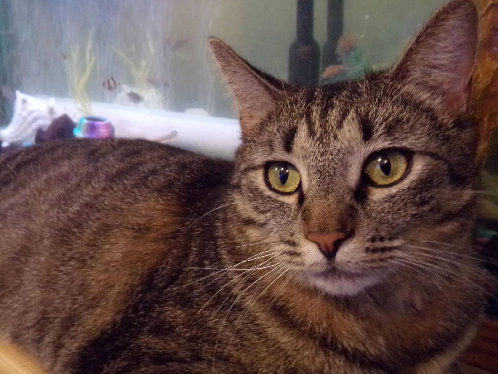 Lost cat in Hobart, IN, 46342