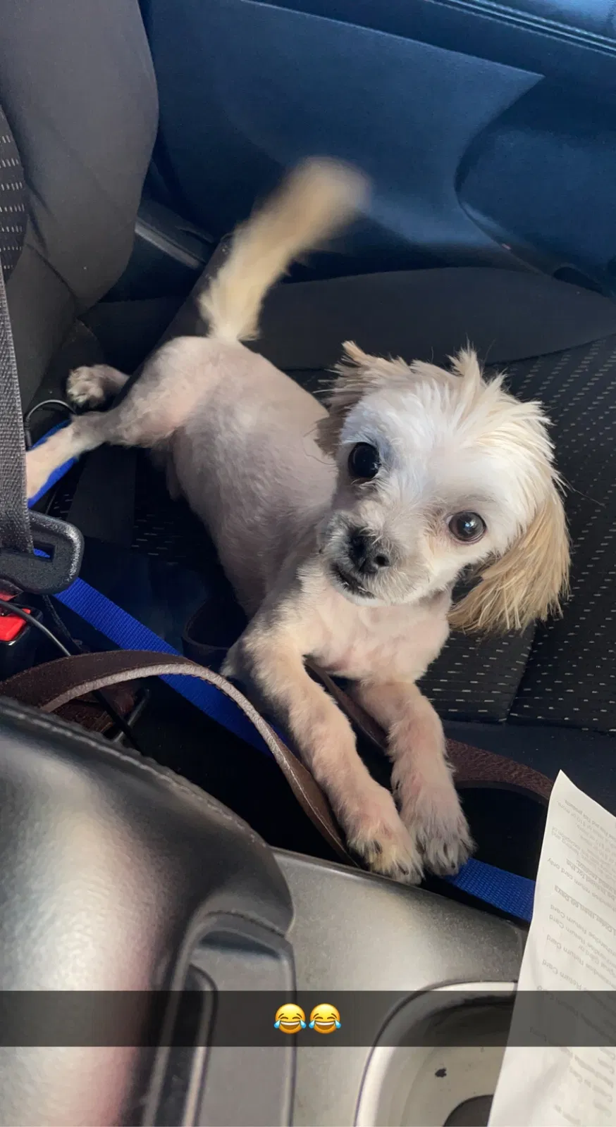 Lost dog in Edmond, OK, 73034