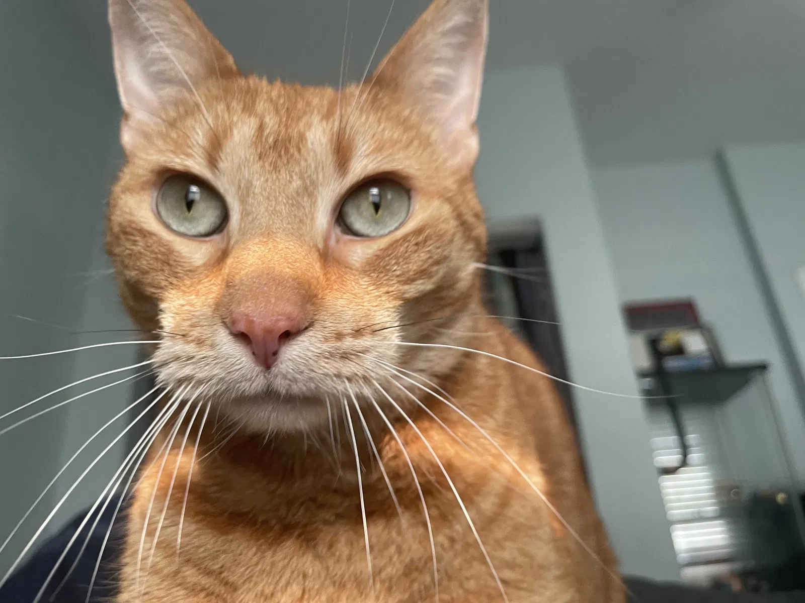 Lost cat in Schiller Park, IL, 60176