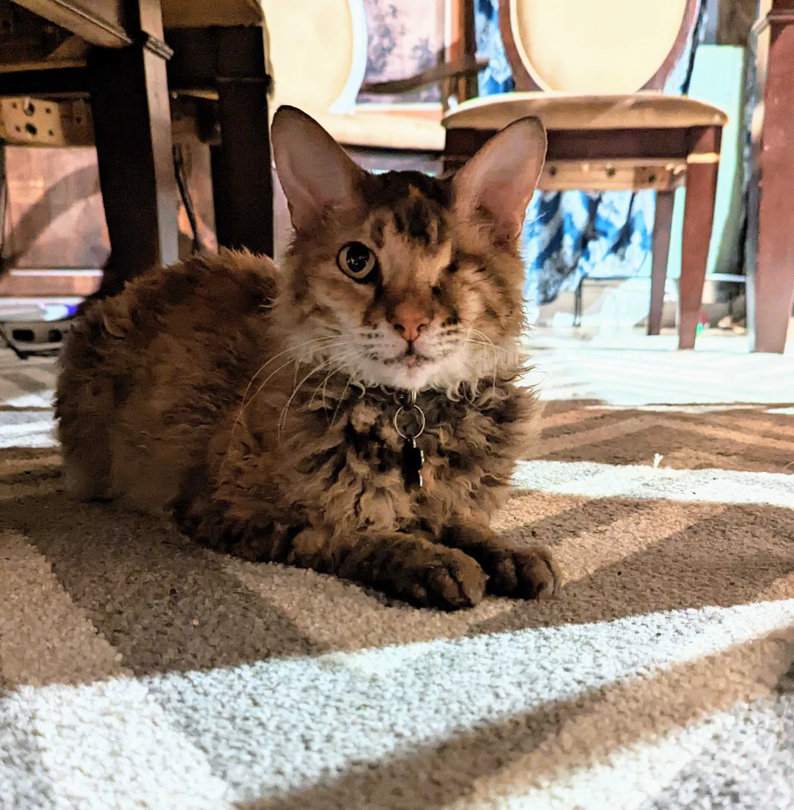 Lost cat in Sarasota, FL, 34234