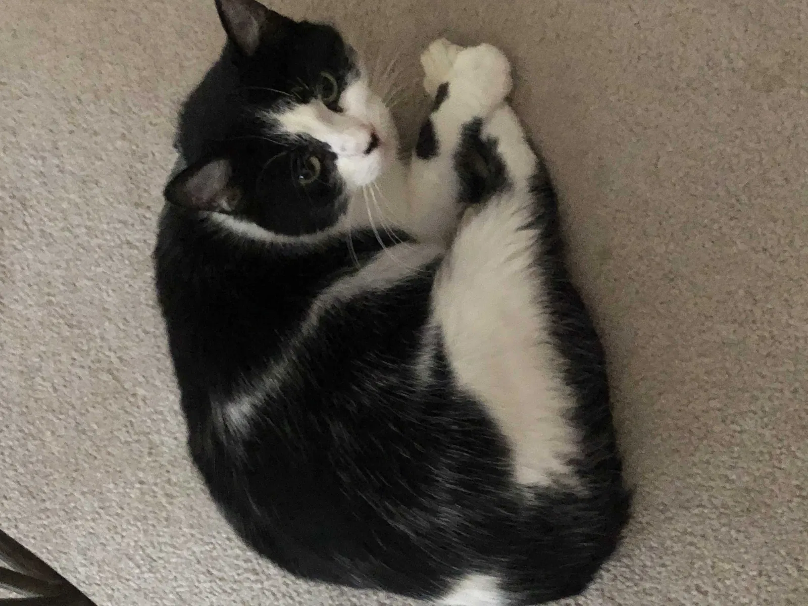 Found cat in Levittown, PA, 19055