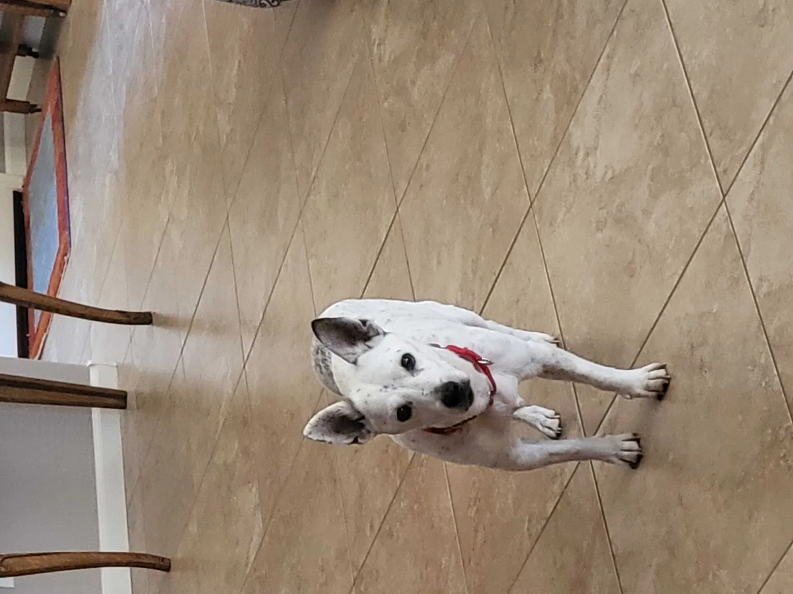 Lost dog in Eloy, AZ, 85131