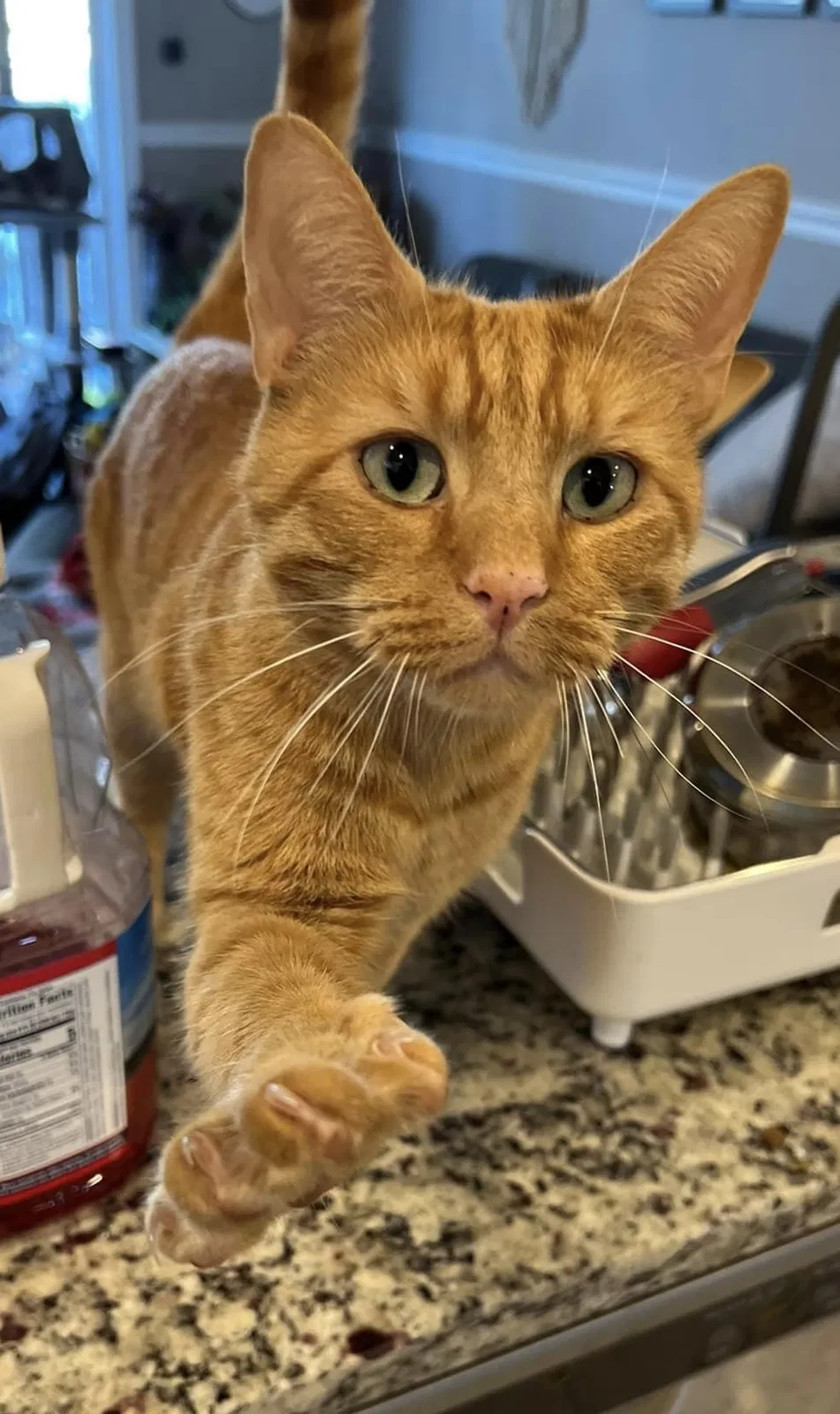 Lost cat in Columbus, OH, 43214