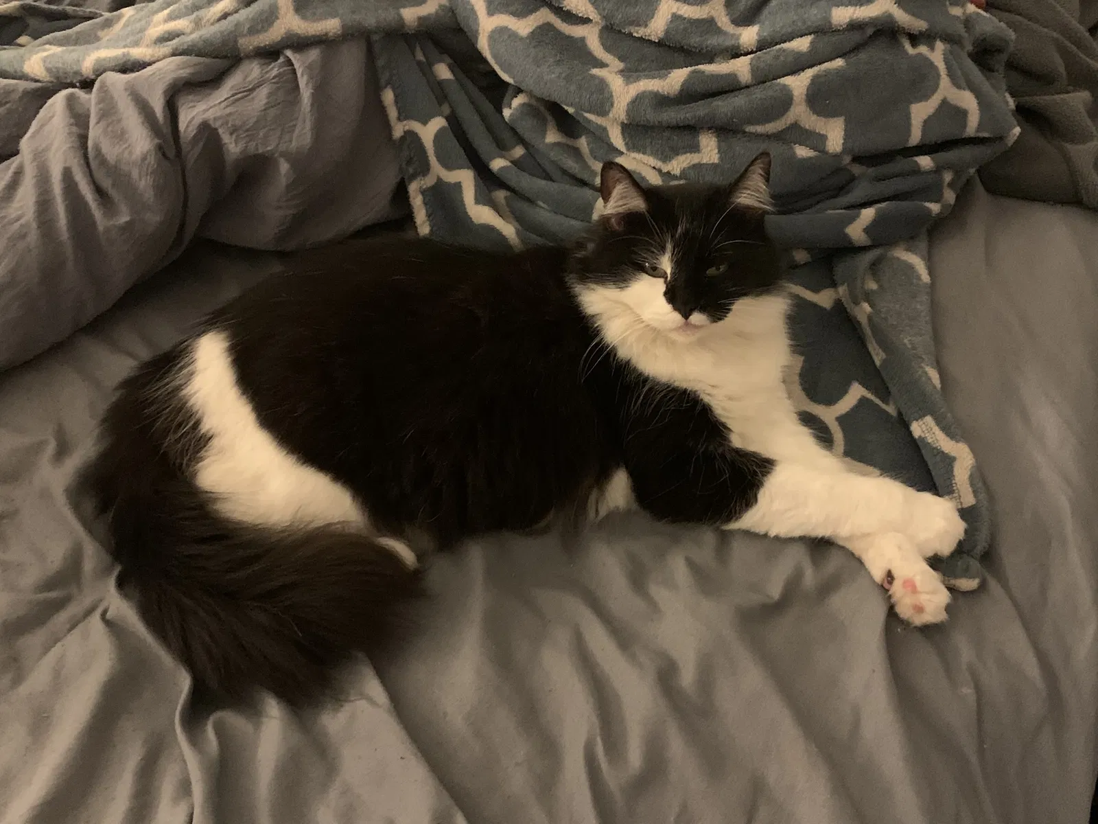 Lost cat in Rancho Santa Margarita, CA, 92688
