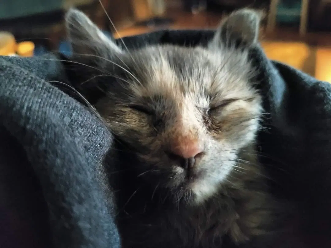 Lost cat in Toledo, OH, 43605