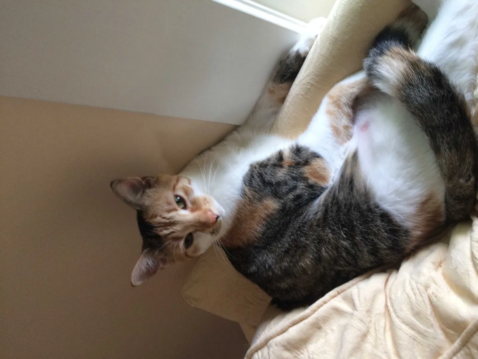 Lost cat in Cocoa Beach, FL, 32931