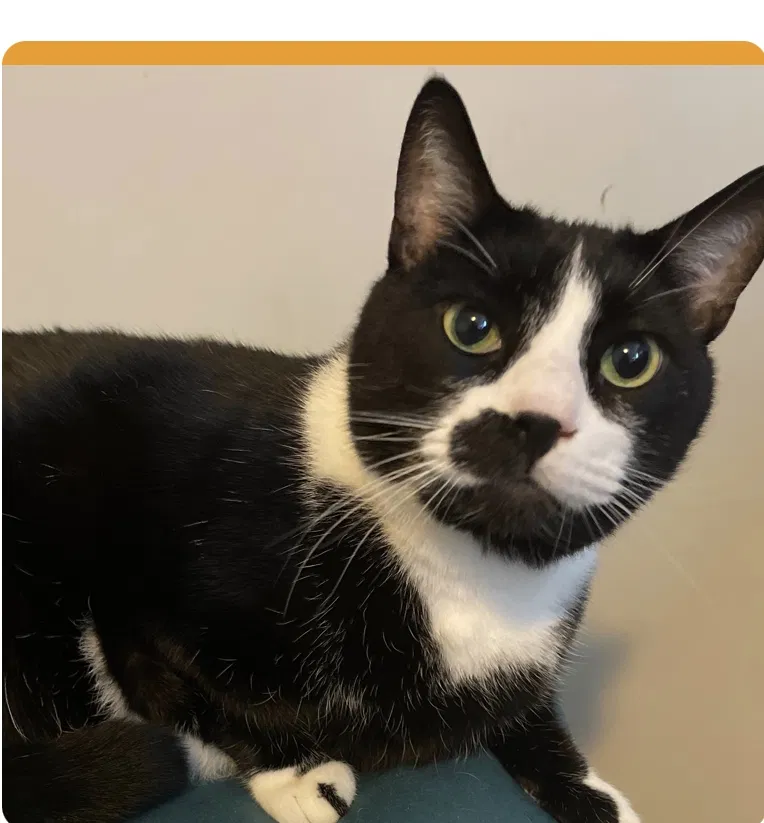 Lost cat in Glen Allen, VA, 23059