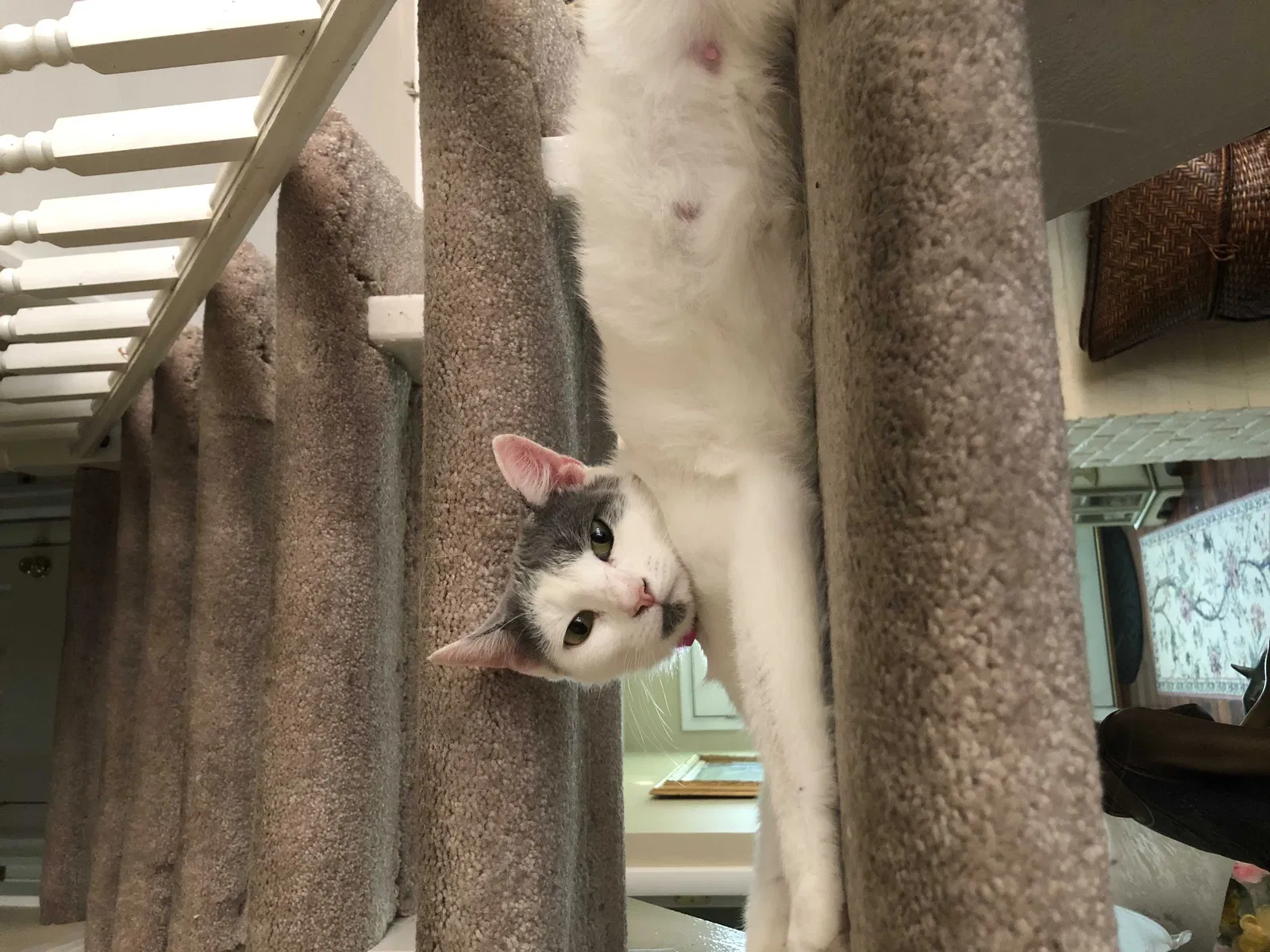 Found cat in Levittown, PA, 19055